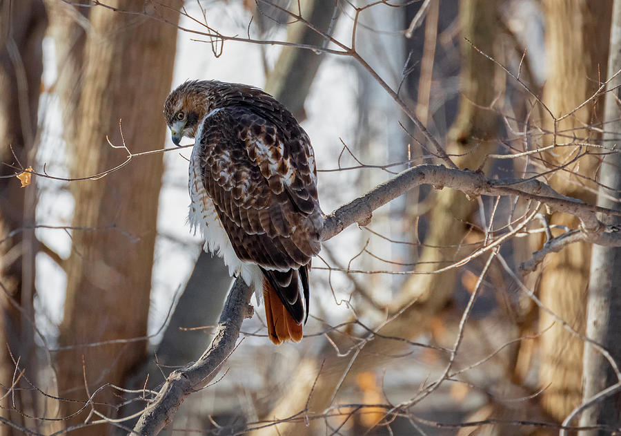 Red-Tailed Hawk at Johnson Park Photograph by Ricky L Jones - Fine Art ...