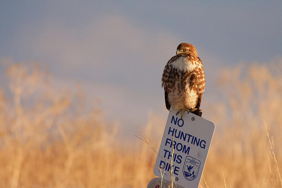 Red-tailed Hawk At Lower Klamath Wildlife Refuge In California Photograph