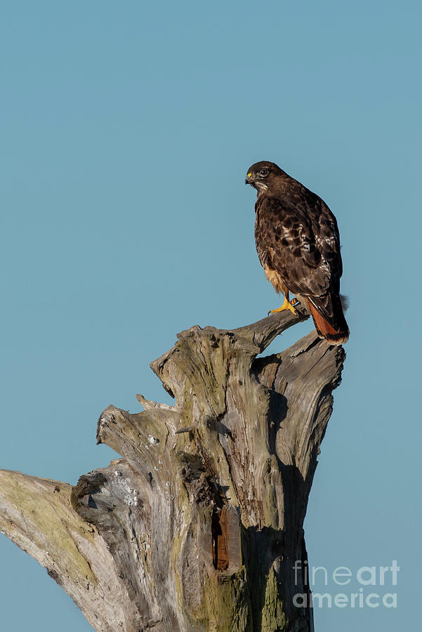 Fall Photograph - Red-tailed Hawk at Skagit Delta by Nancy Gleason