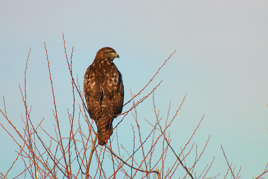 Tule Lake Wildlife - Red-tailed Hawk Photograph by Ram Vasudev