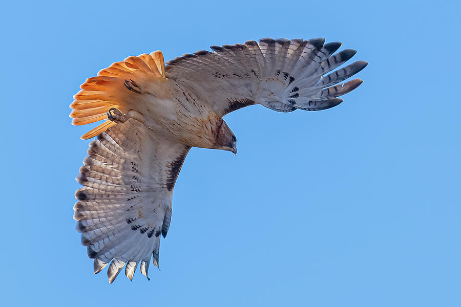 Red Tailed Hawk Autumn Flight #2 Photograph by Morris Finkelstein ...