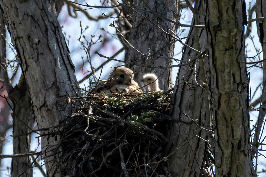 Red Shouldered Hawk baby looking out nest Photograph by Dan Friend
