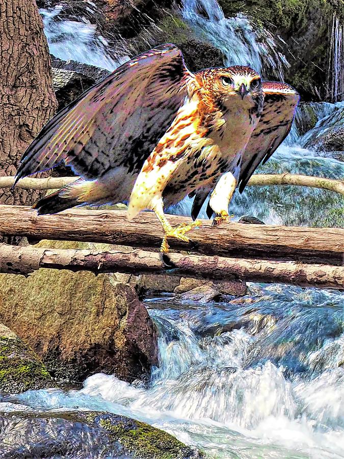Red Tailed Hawk Digital Art by Bearj B Photo Art