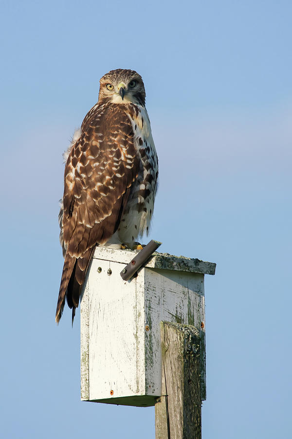 Red Tailed hawk Photograph by Brook Burling