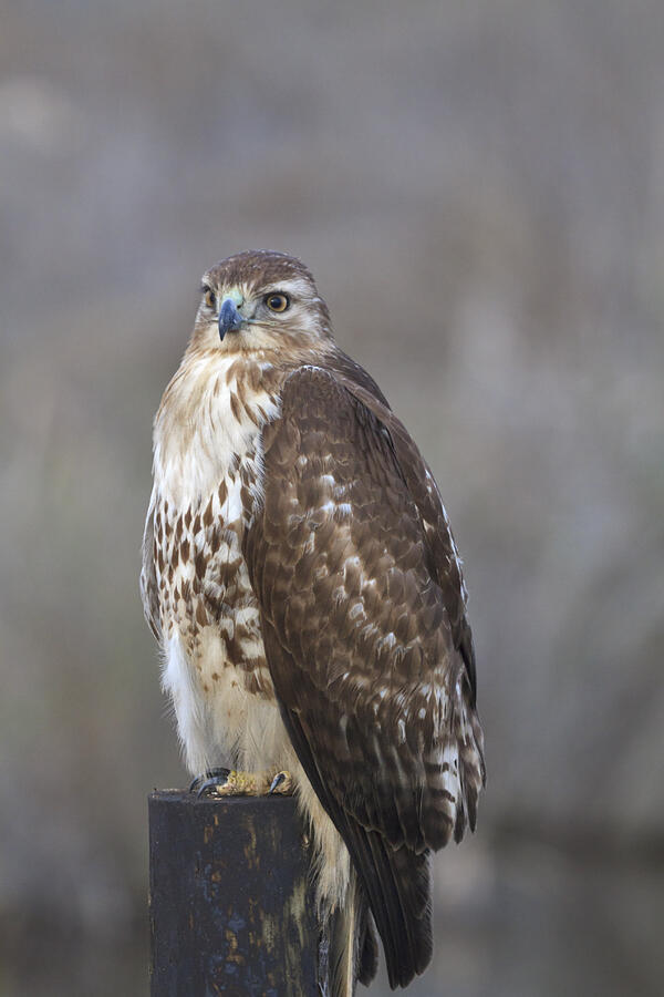 Red-tailed hawk (Buteo jamaicensis) Photograph by Louise Heusinkveld