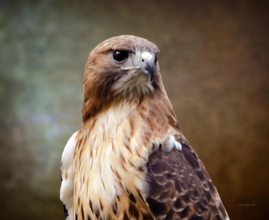 Red-Tailed Hawk Closeup Photograph by Brian Wallace