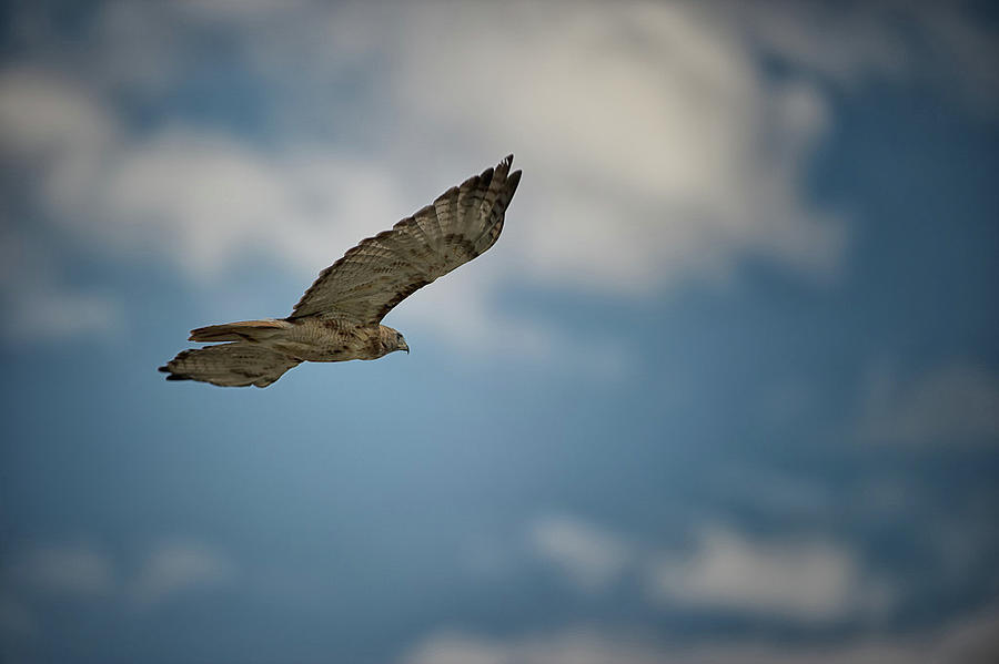 Red Tailed Hawk Photograph by Doug Wittrock
