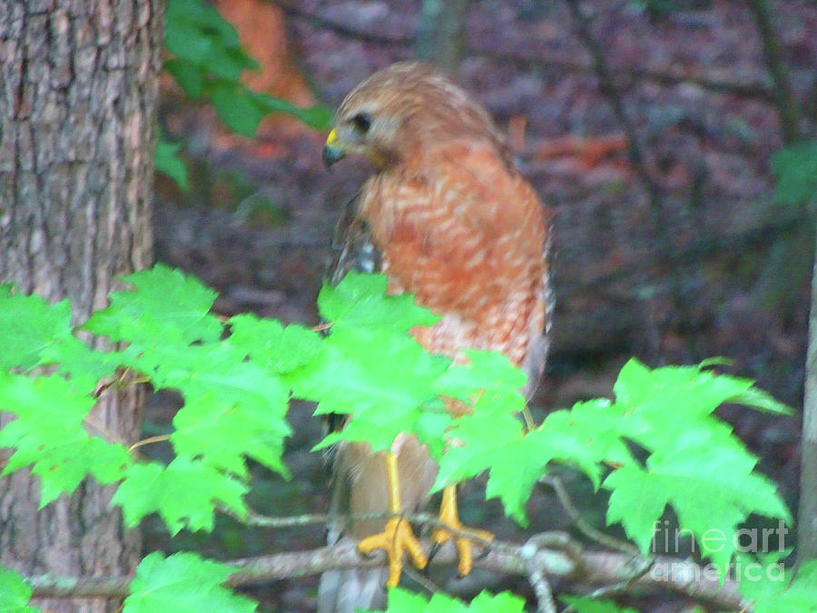Red-Shouldered Hawk 2 Photograph by Eunice Warfel