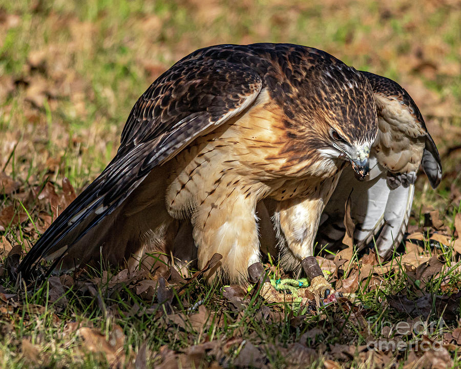 Red-Tailed hawk five Photograph by Ken Frischkorn