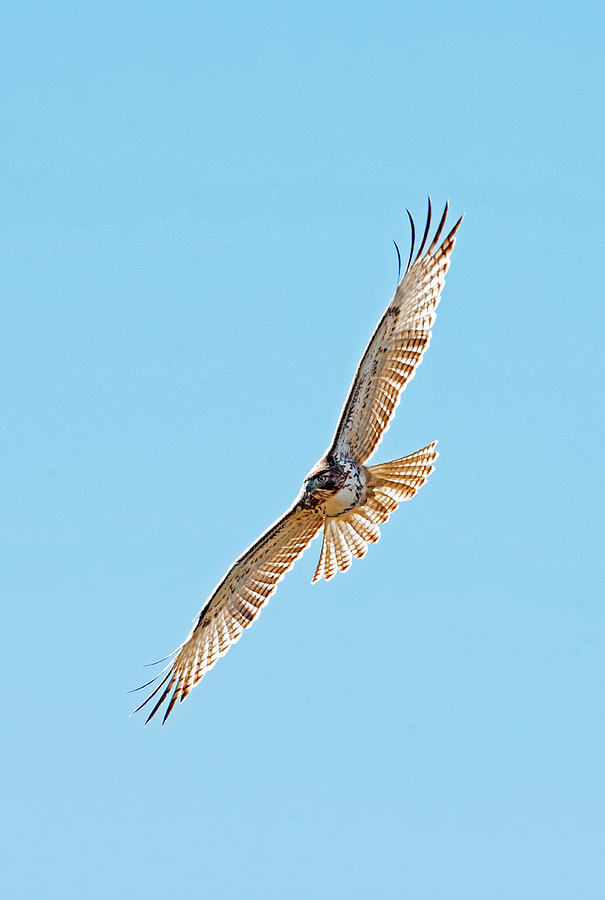 Red Tailed Hawk Flight 0115  Buteo Jamaicensis Photograph