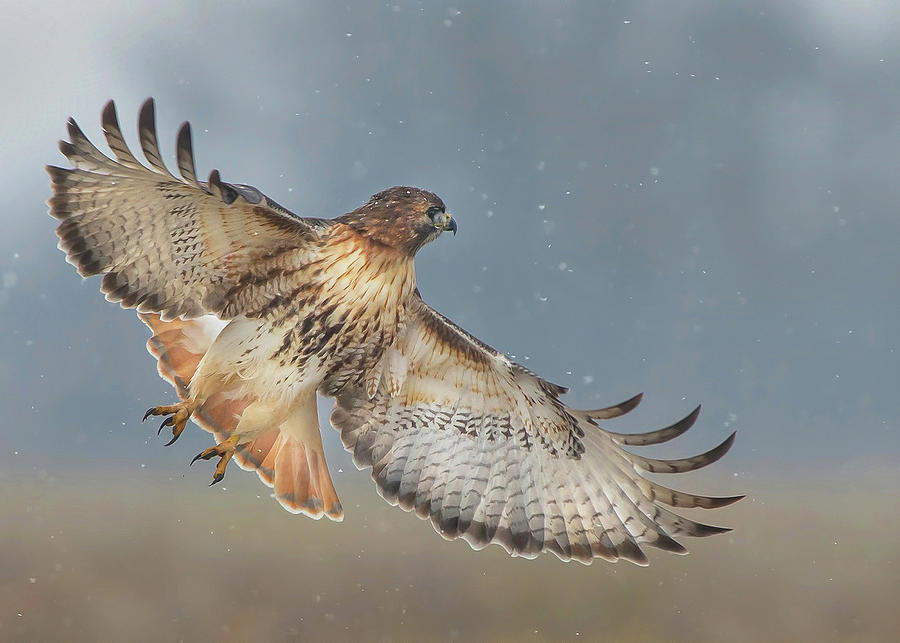 Red-tailed Hawk Flight Photograph by CR Courson