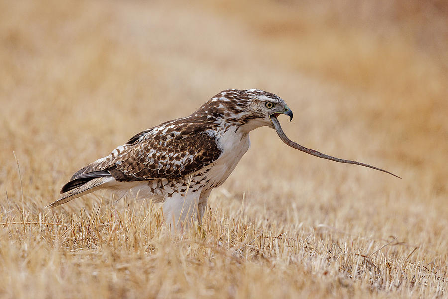 Red Tailed Hawk Flips Its Meal Around Photograph