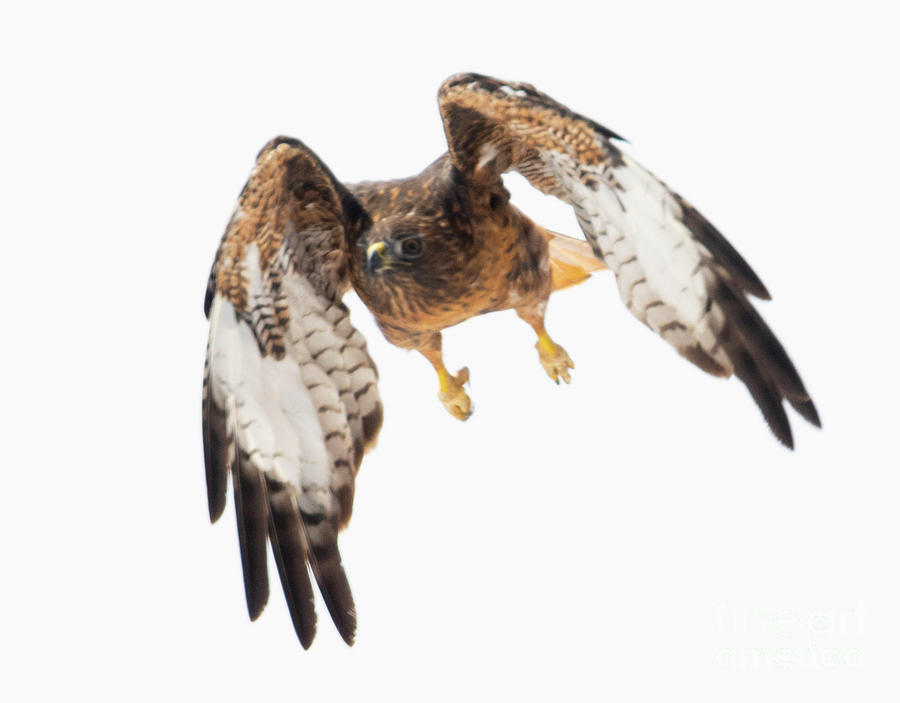 Red-tailed Hawk Folded Wings Photograph by Steven Krull