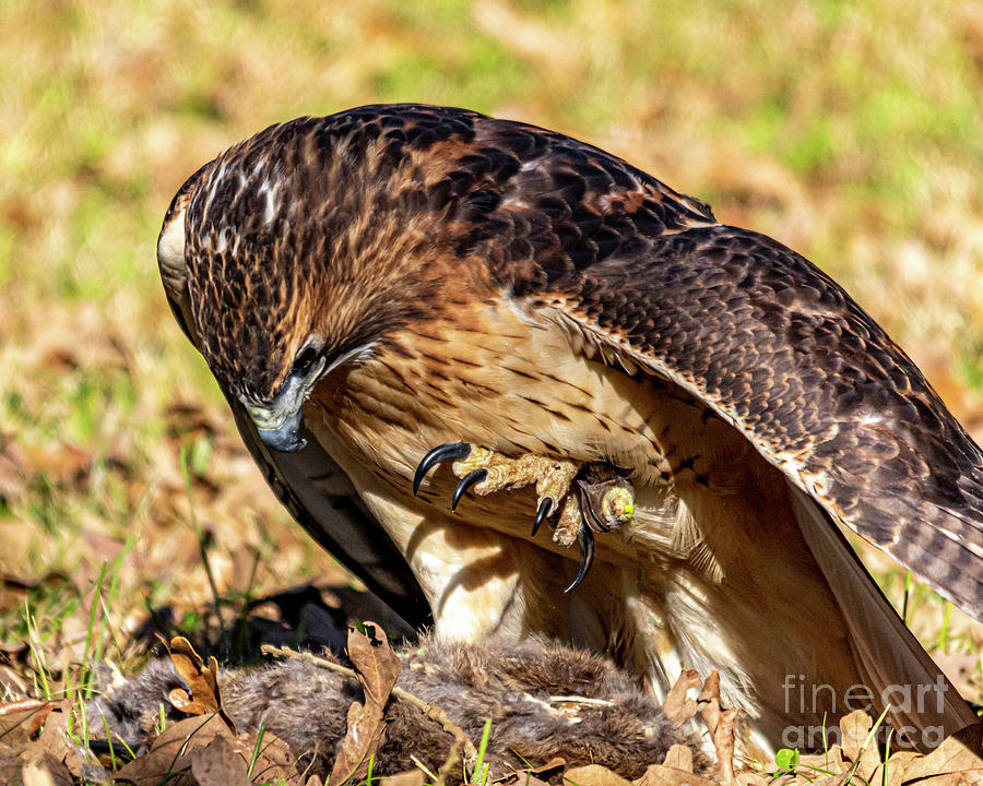 Red-Tailed Hawk four Photograph by Ken Frischkorn