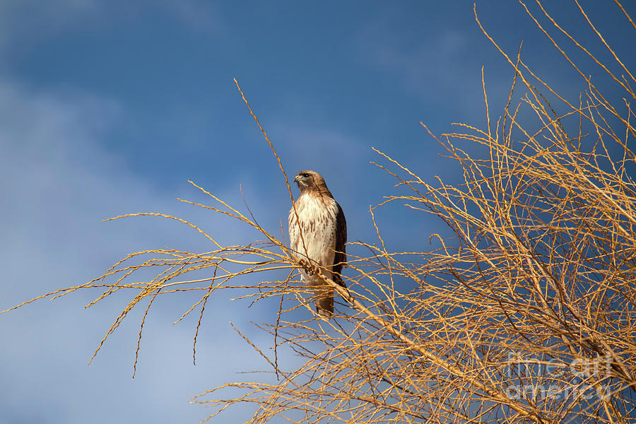 Red Tailed Hawk from Arroyo Hondo NM  Photograph by Elijah Rael