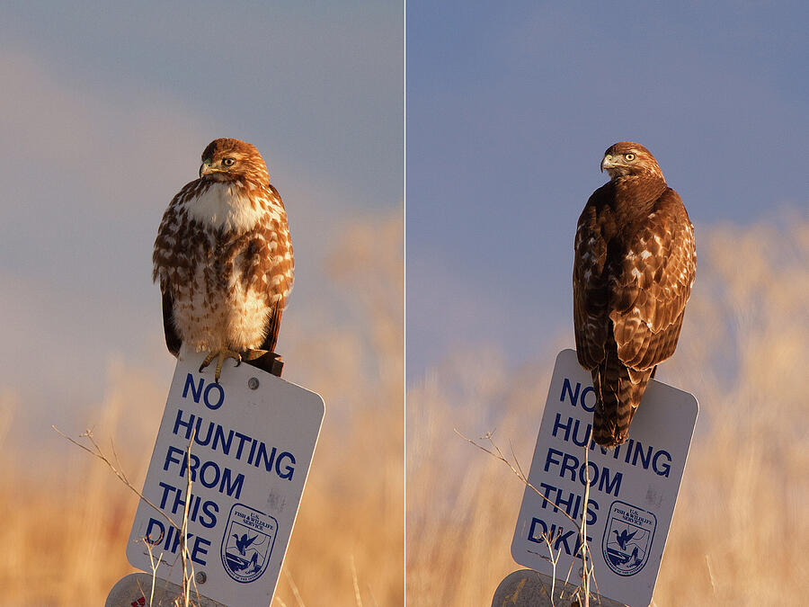 Red-tailed Hawk Front And Back Plumage Photograph