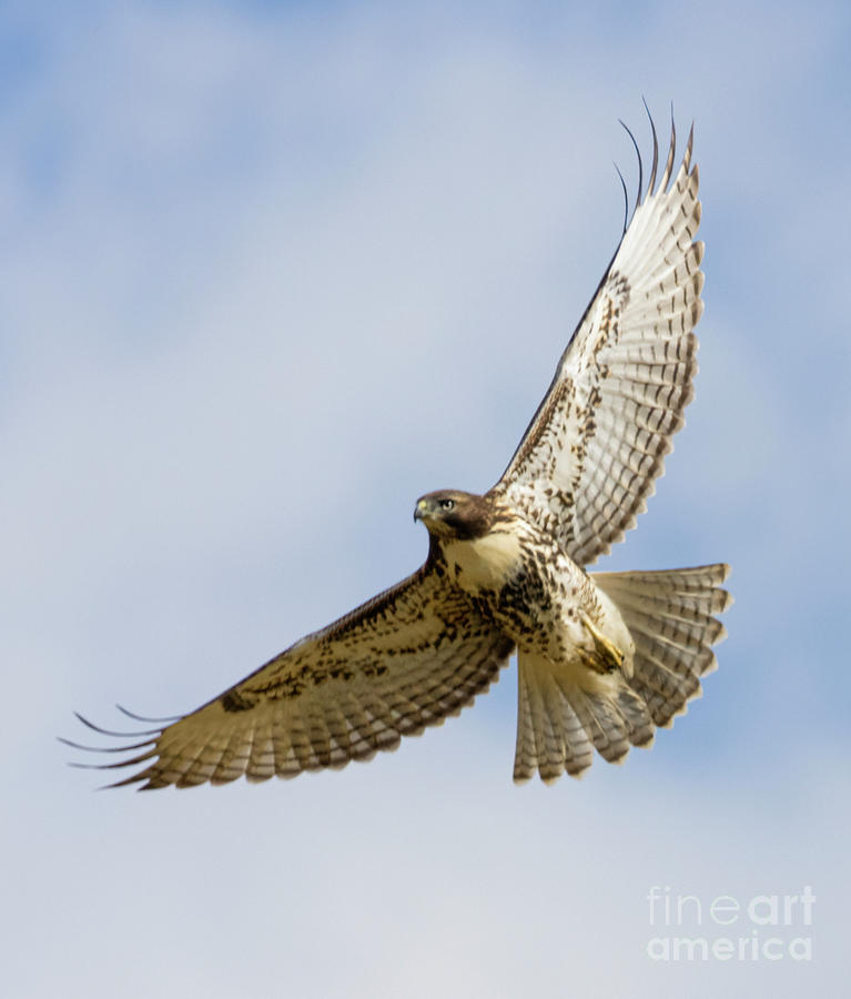 Red-tailed Hawk Fully Spread Photograph by Steven Krull - Fine Art America