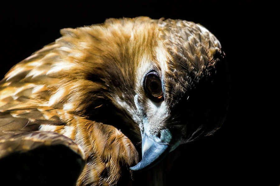Hawk Photograph - Red-tailed Hawk by Gaurav Singh
