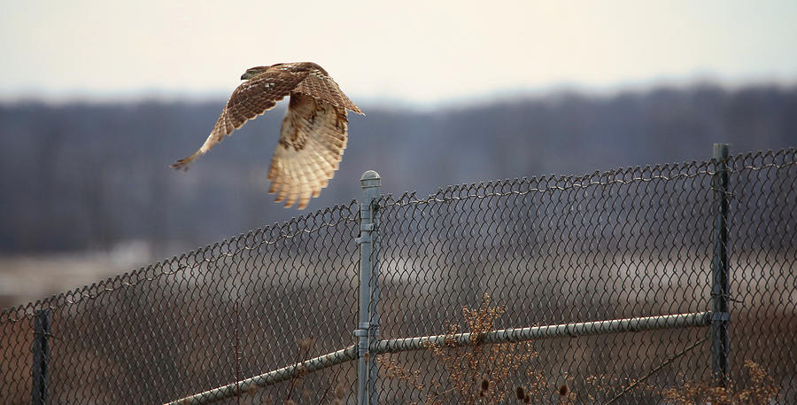Red Tailed Hawk Getting Away Photograph by Scott Burd