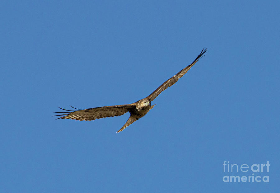 Red Tailed Hawk Gliding Over Eleven Mile Canyon Photograph by Steven Krull