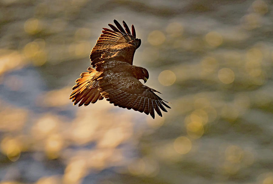 Red-tailed Hawk Hovering Over The Water  Photograph by Amazing Action Photo Video
