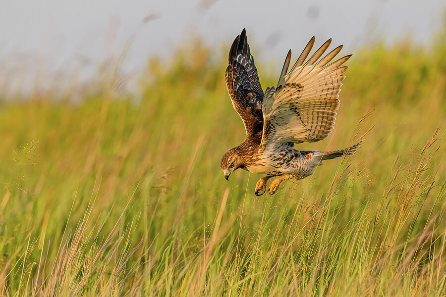 Bird of prey in meadow at sunset. Lens 2, Stock Video