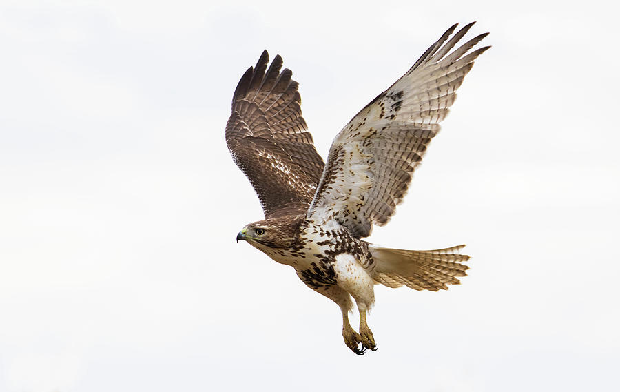 Red-tailed Hawk Hunting Photograph by Mircea Costina Photography