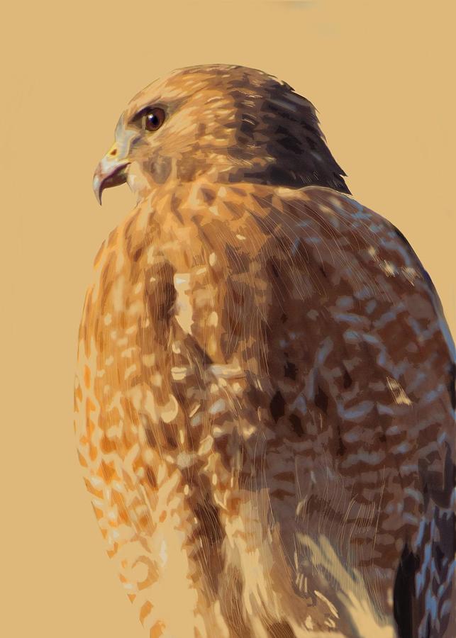 Red-Tailed Hawk in 5 Colors Painting by Judy Cuddehe