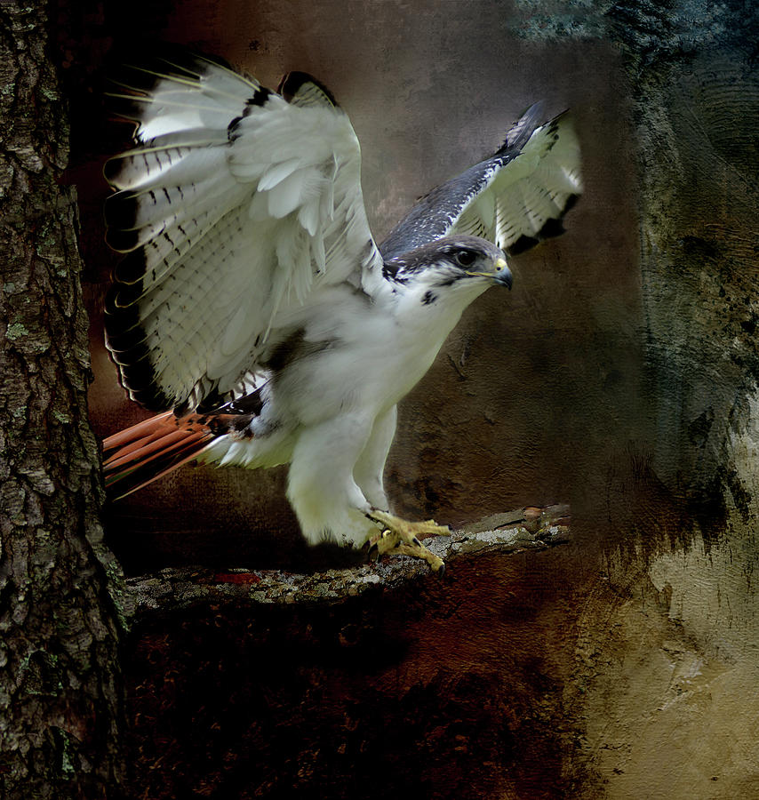  Red Tailed Hawk in Color Mixed Media by Kathy Kelly