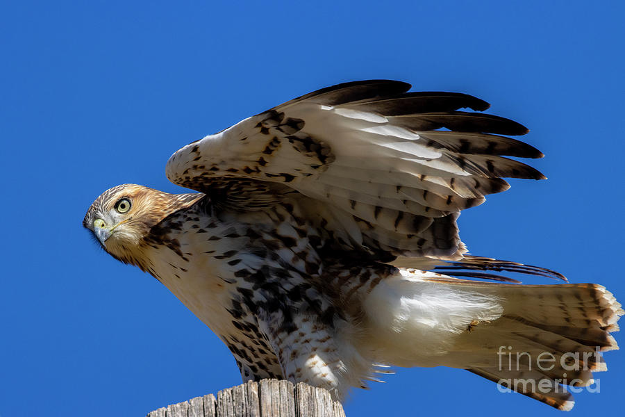 Red Tailed Hawk In Colorado Blue Sky Photograph