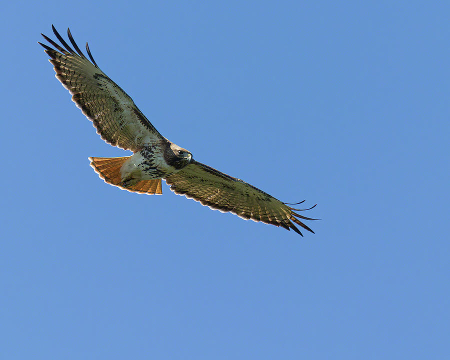 Red-Tailed Hawk in Flight Photograph by Dawn Currie
