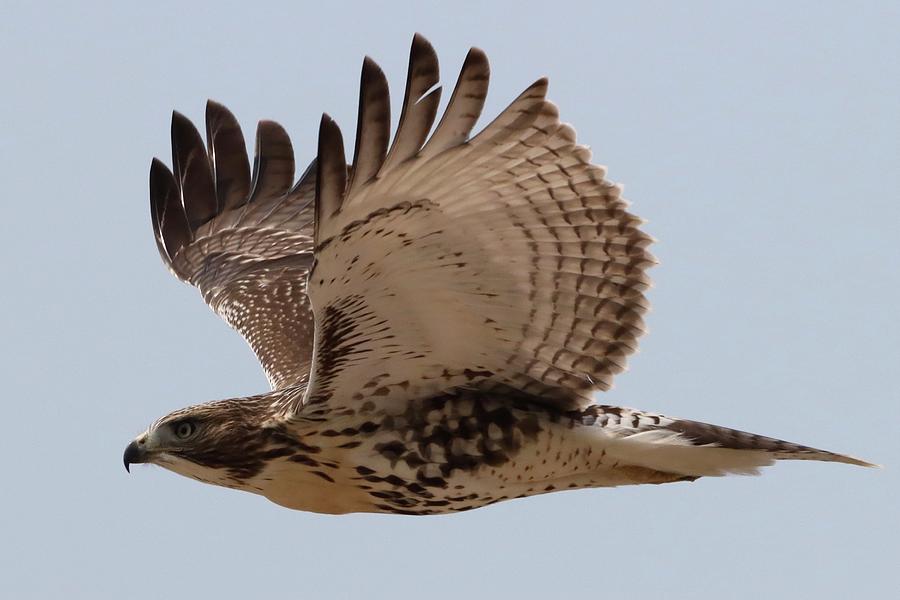 Red-tailed Hawk in flight, July 31, 2021 Photograph by Darian Ammerman ...