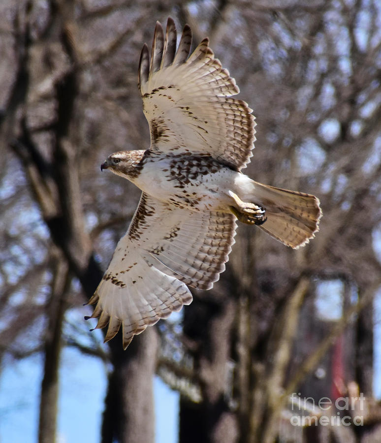 Red-tailed Hawk In Flight Photograph by Kathy M Krause