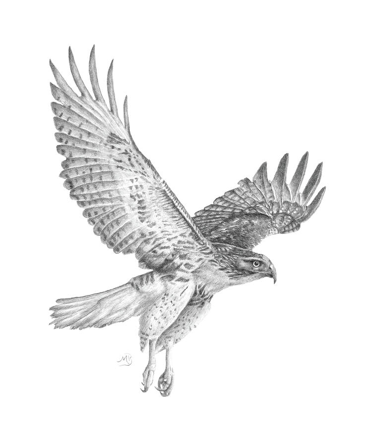 Red Tailed Hawk in Flight Drawing by Monica Burnette
