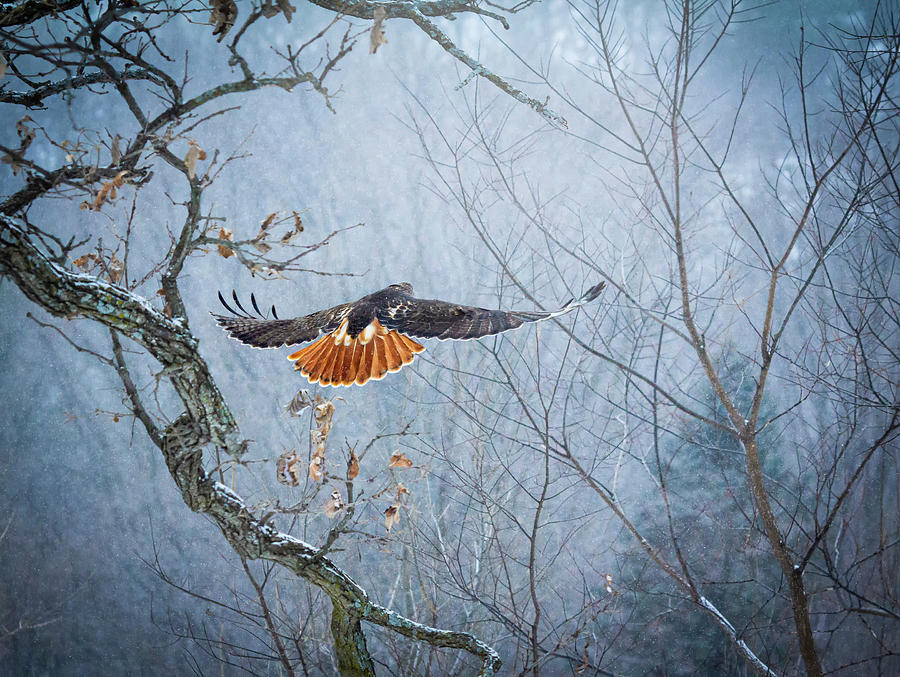 Red-tailed Hawk In Flight Photograph