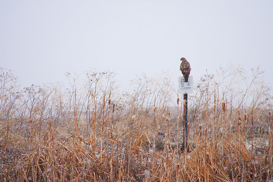 Red-tailed Hawk in Habitat at Lower Klamath Wildlife Refuge in California Photograph by Ram Vasudev