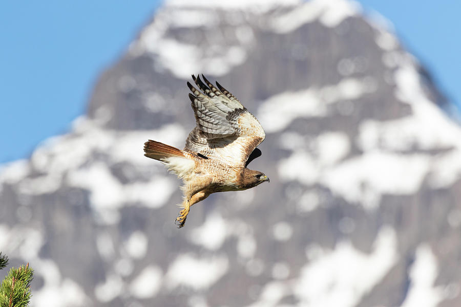 Red-tailed Hawk in Mountains Photograph by Mark Miller