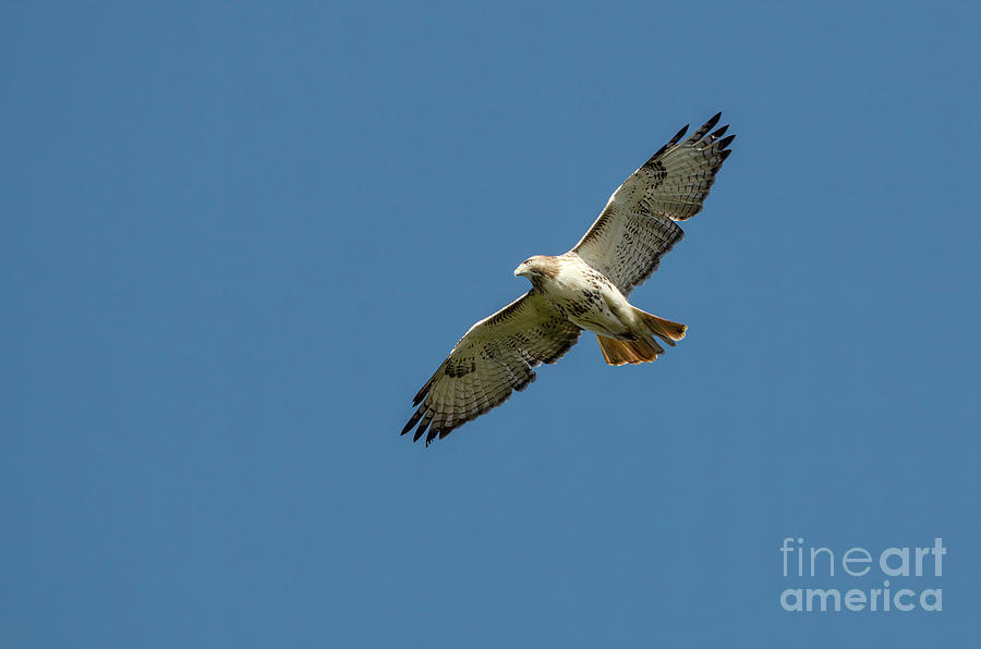Red-tailed Hawk In Sky Photograph by Charline Xia