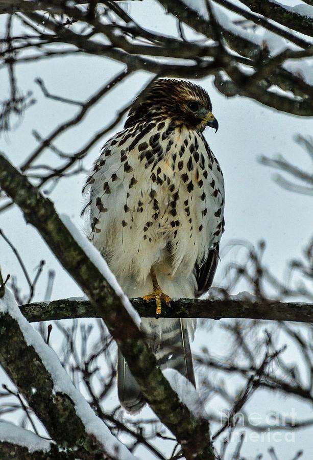 Bird Photograph - Red-Tailed Hawk in Snowstorm by Cindy Treger