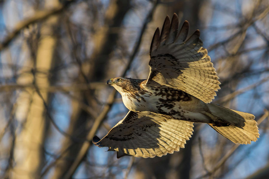 Red-tailed Hawk in sunset Photograph by Mircea Costina Photography
