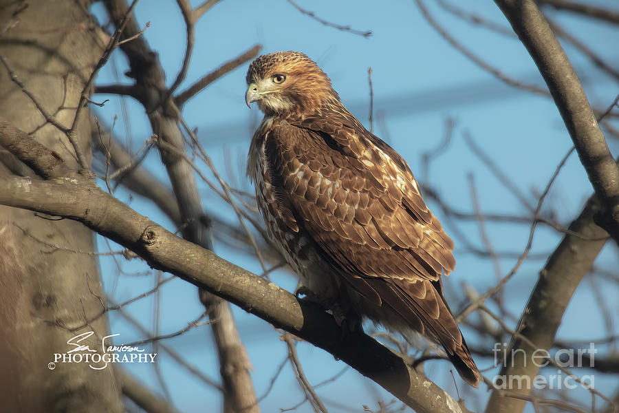 Red Tailed Hawk In Tree Photograph by S Jamieson - Fine Art America