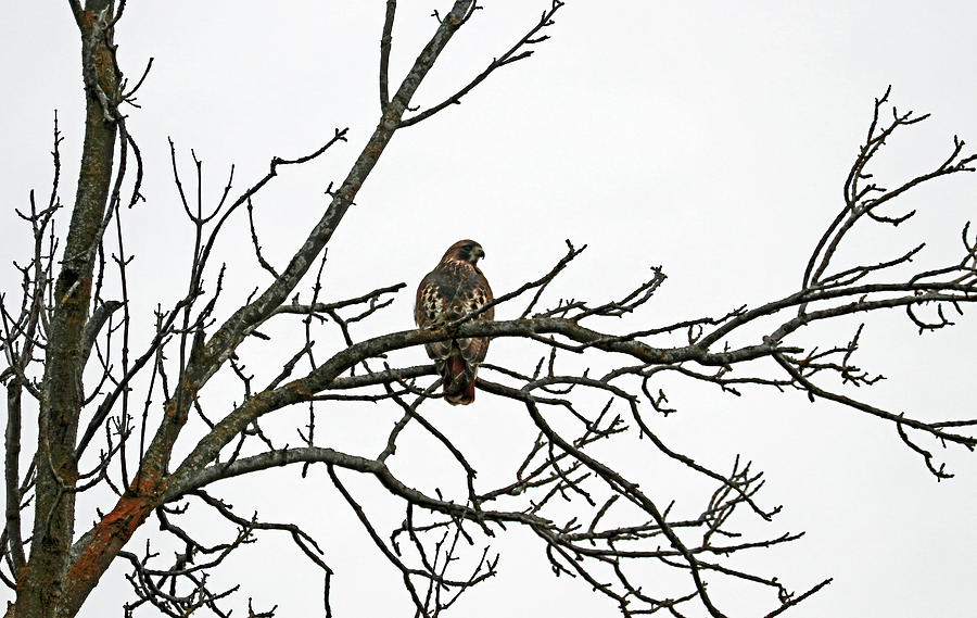 Red Tailed Hawk In Winter Photograph by Debbie Oppermann