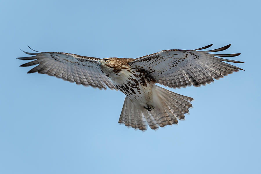 Red-tailed Hawk in Winter Photograph by Kevin Suttlehan