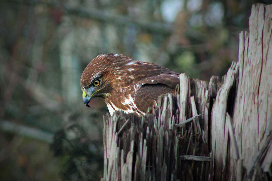 Red-tailed Hawk Photograph
