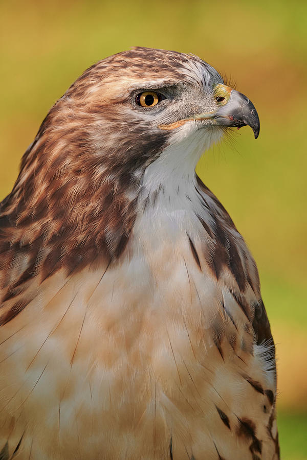Hawk Photograph - Red-tailed Hawk by Jim Hughes