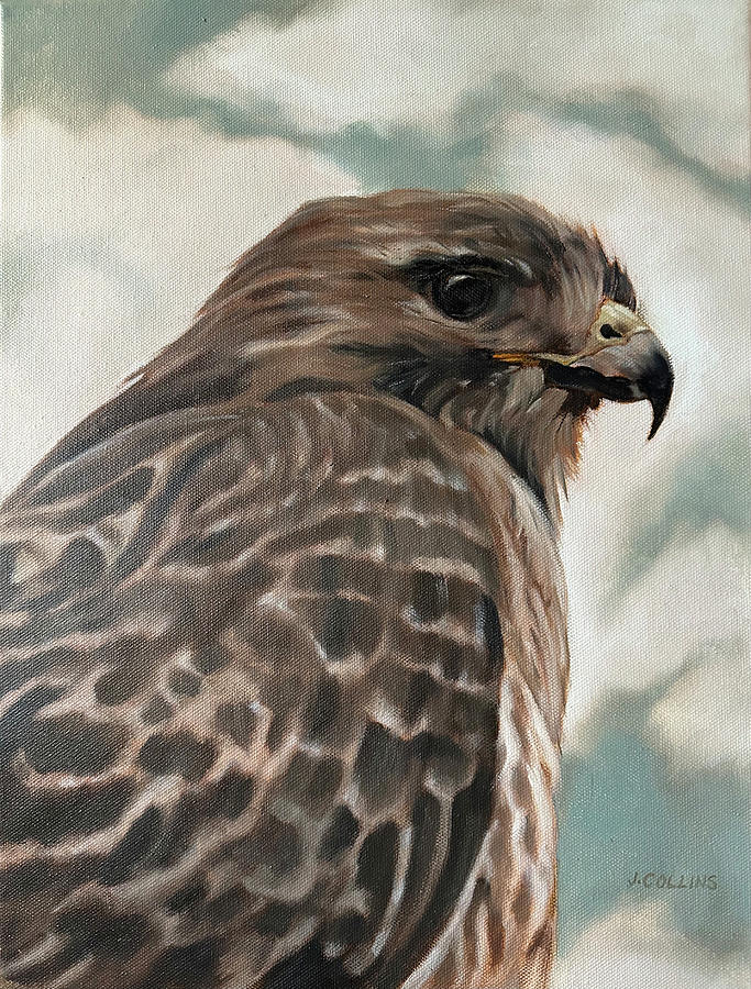 Red Tailed Hawk Painting by John Collins - Fine Art America