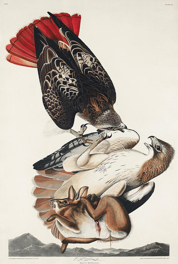 Red-tailed Hawk. John James Audubon Mixed Media by World Art Collective