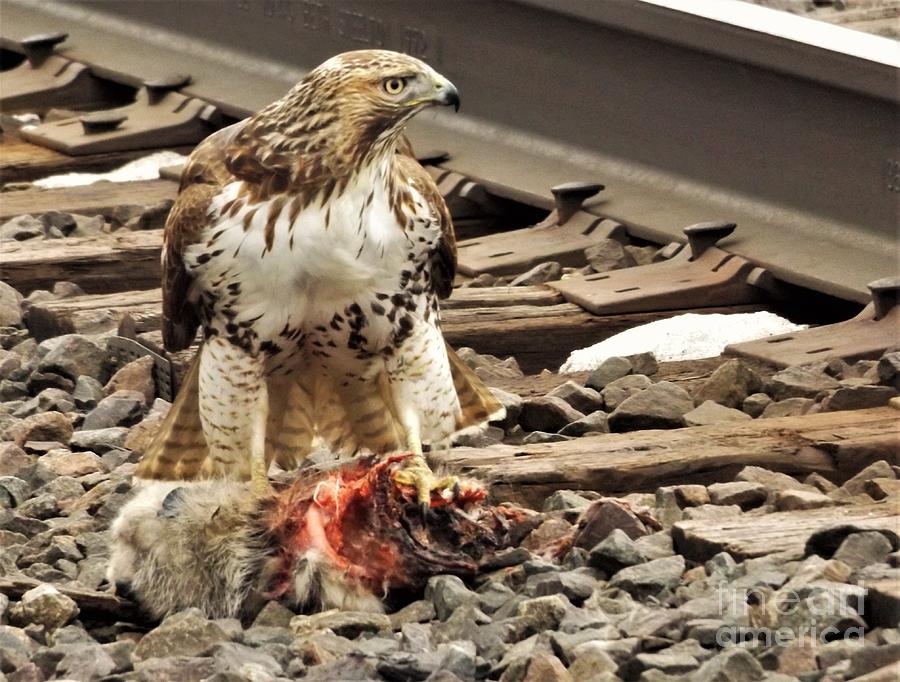 Osprey aka Fish Hawk At Nest Spring Indiana Beach Towel by Rory Cubel -  Pixels