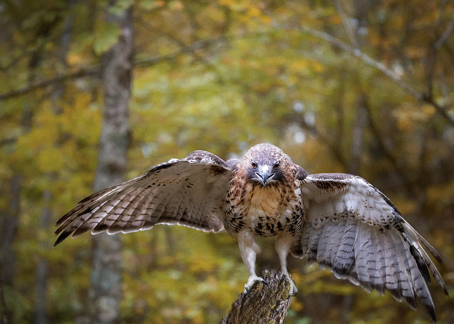 Red-Tailed Hawk Landing Photograph by Jaki Miller