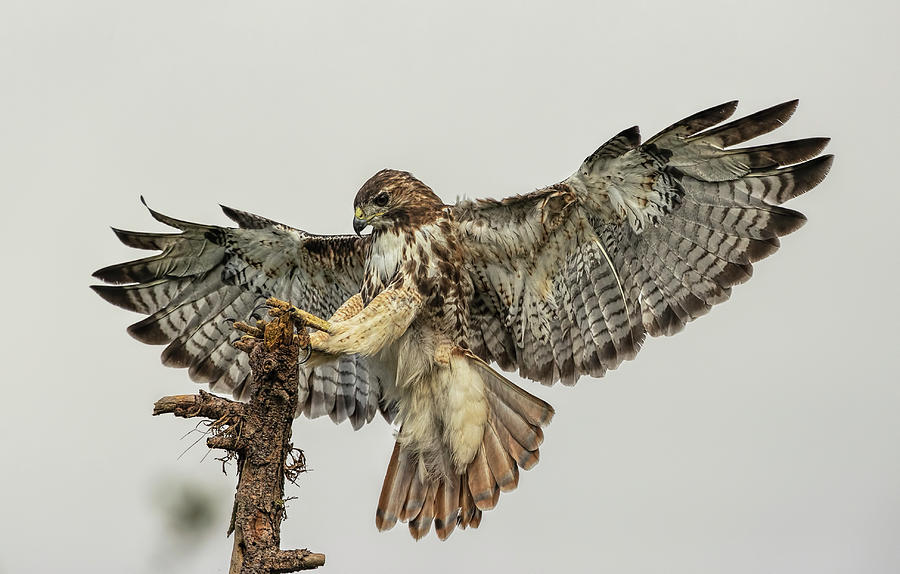 Red-tailed hawk landing Photograph by Justin Battles